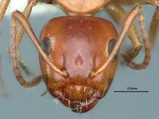 Camponotus hyatti specimen CASENT0883404 image casent0883404_2