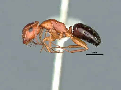 Camponotus hyatti specimen CASENT0883404 image casent0883404_3