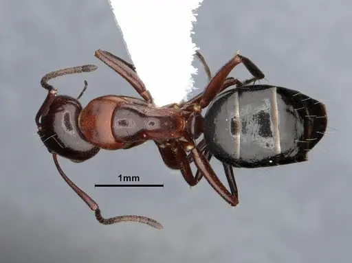 Camponotus hyatti specimen CASENT0884335 image casent0884335_1