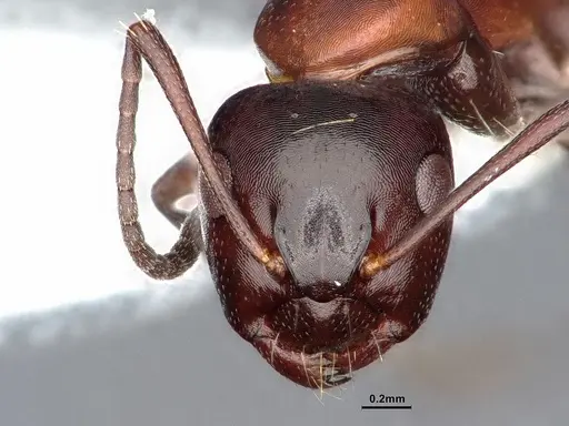 Camponotus hyatti specimen CASENT0884335 image casent0884335_2