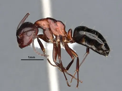 Camponotus hyatti specimen CASENT0884335 image casent0884335_3