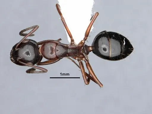 Camponotus hyatti specimen CASENT0884336 image casent0884336_1