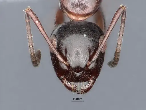 Camponotus hyatti specimen CASENT0884336 image casent0884336_2