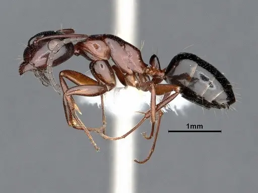 Camponotus hyatti specimen CASENT0884336 image casent0884336_3