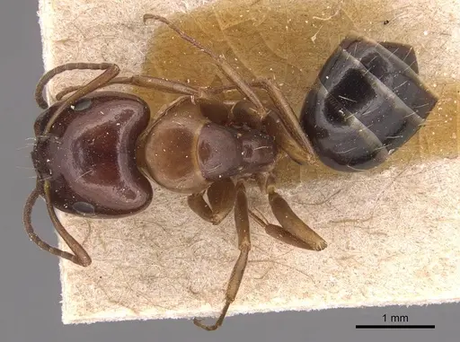Camponotus hyatti specimen CASENT0905393 image casent0905393_1
