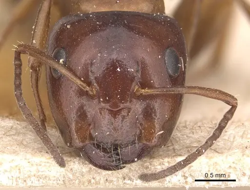Camponotus hyatti specimen CASENT0905393 image casent0905393_2