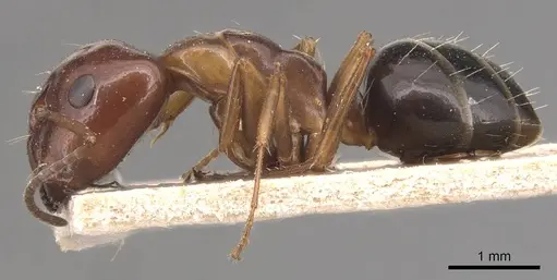 Camponotus hyatti specimen CASENT0905393 image casent0905393_3