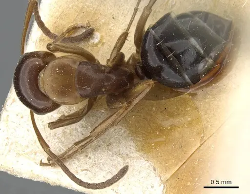 Camponotus hyatti specimen CASENT0905394 image casent0905394_1