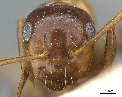Camponotus hyatti specimen CASENT0905394 image casent0905394_2