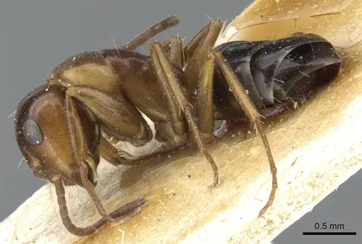 Camponotus hyatti specimen CASENT0905394 image casent0905394_3