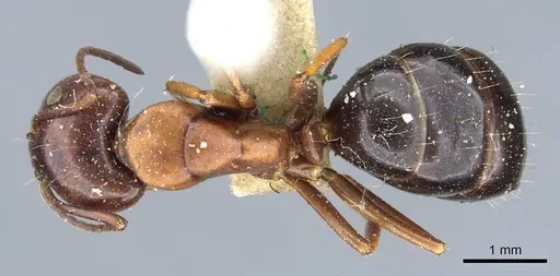 Camponotus hyatti specimen CASENT0905410 image casent0905410_1