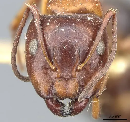 Camponotus hyatti specimen CASENT0905410 image casent0905410_2