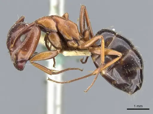 Camponotus hyatti specimen CASENT0905410 image casent0905410_3