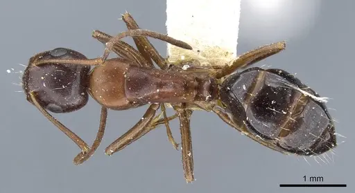 Camponotus hyatti specimen CASENT0905411 image casent0905411_1