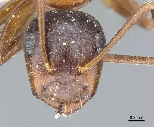 Camponotus hyatti specimen CASENT0905411 image casent0905411_2