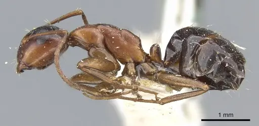 Camponotus hyatti specimen CASENT0905411 image casent0905411_3