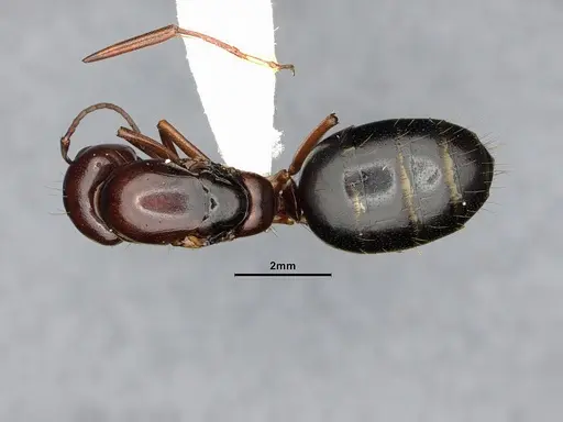 Camponotus hyatti specimen CASENT4031397 image casent4031397_1