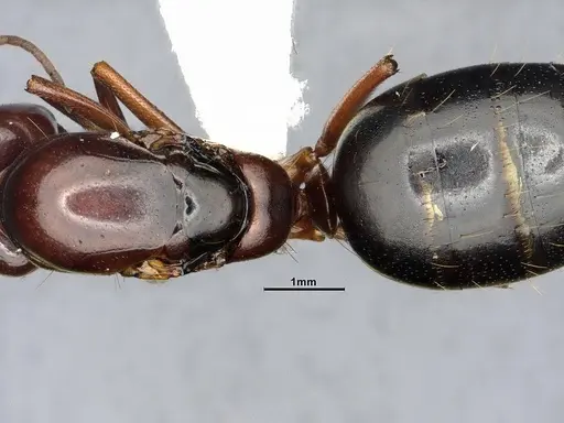 Camponotus hyatti specimen CASENT4031397 image casent4031397_2