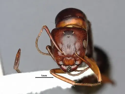 Camponotus hyatti specimen CASENT4031397 image casent4031397_3
