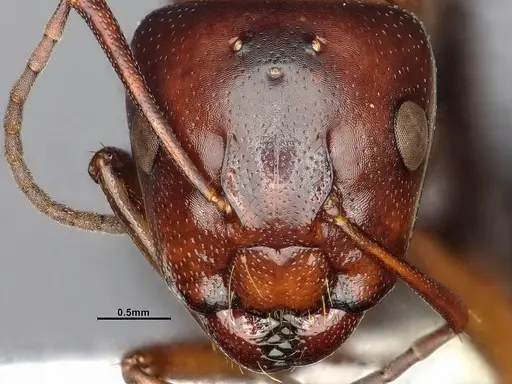 Camponotus hyatti specimen CASENT4031397 image casent4031397_4