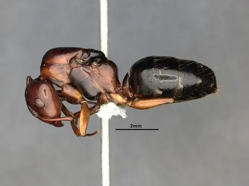 Camponotus hyatti specimen CASENT4031397 image casent4031397_5