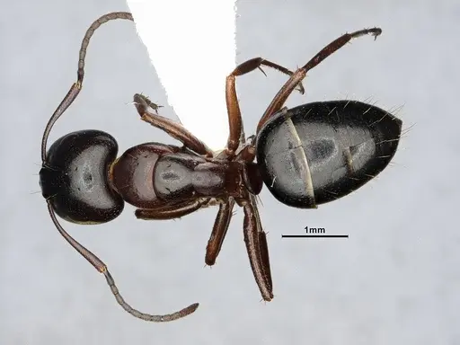 Camponotus hyatti specimen CASENT4031398 image casent4031398_1