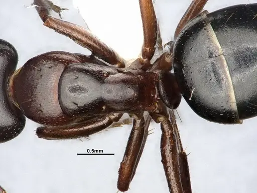 Camponotus hyatti specimen CASENT4031398 image casent4031398_2