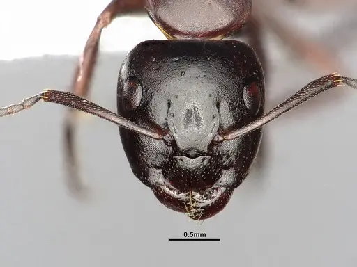 Camponotus hyatti specimen CASENT4031398 image casent4031398_3