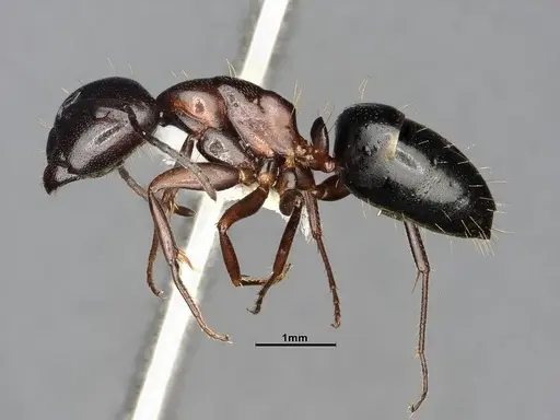 Camponotus hyatti specimen CASENT4031398 image casent4031398_4
