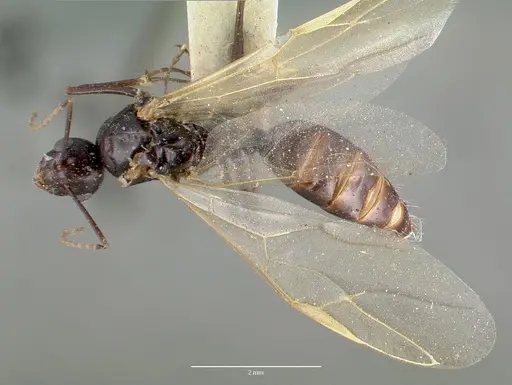 Camponotus hyatti specimen CASTYPE00598 image castype00598_1