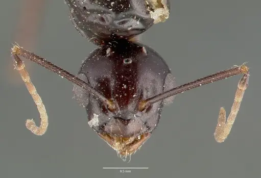 Camponotus hyatti specimen CASTYPE00598 image castype00598_2