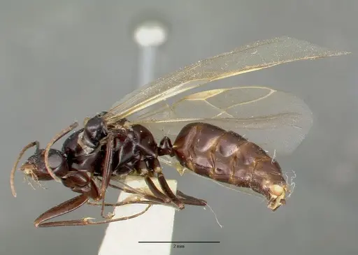 Camponotus hyatti specimen CASTYPE00598 image castype00598_3