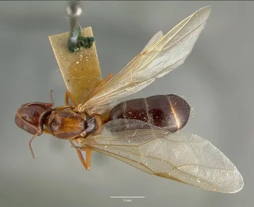 Camponotus hyatti specimen CASTYPE00599 image castype00599_1
