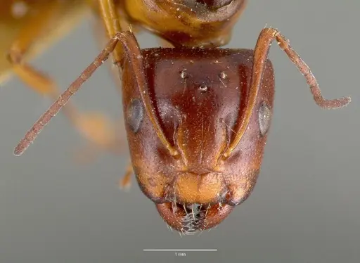 Camponotus hyatti specimen CASTYPE00599 image castype00599_2