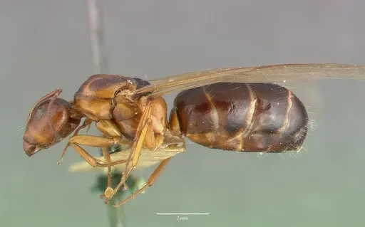Camponotus hyatti specimen CASTYPE00599 image castype00599_3