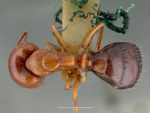 Camponotus hyatti specimen CASTYPE00600 image castype00600_1