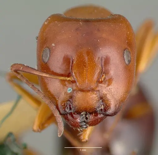 Camponotus hyatti specimen CASTYPE00600 image castype00600_2