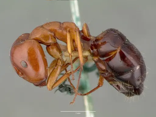 Camponotus hyatti specimen CASTYPE00600 image castype00600_3