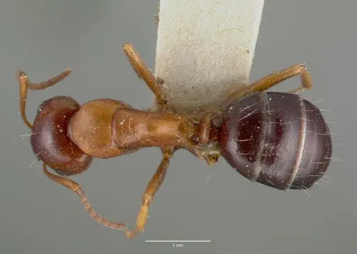 Camponotus hyatti specimen CASTYPE00601 image castype00601_1
