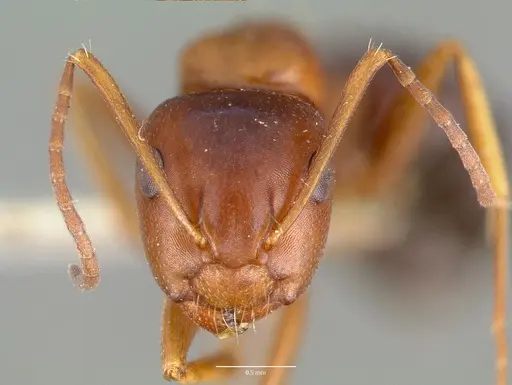 Camponotus hyatti specimen CASTYPE00601 image castype00601_2