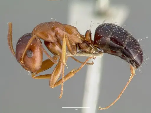 Camponotus hyatti specimen CASTYPE00601 image castype00601_3