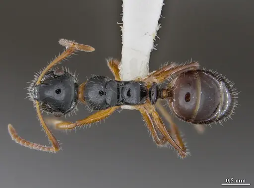 Camponotus hyatti specimen DZUP591920 image dzup591920_1