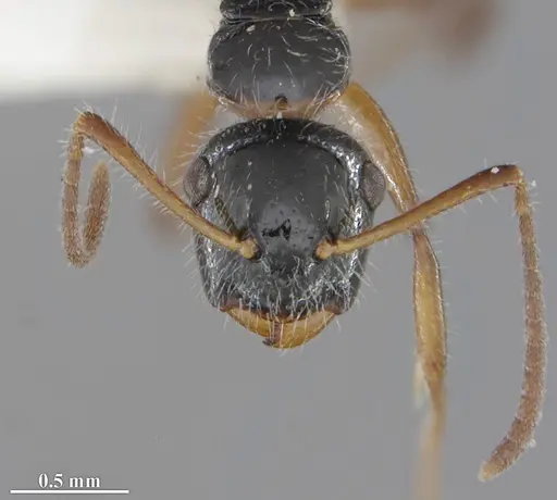 Camponotus hyatti specimen DZUP591920 image dzup591920_2