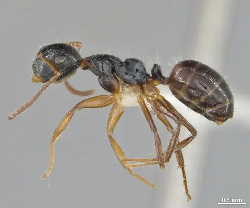 Camponotus hyatti specimen DZUP591920 image dzup591920_3