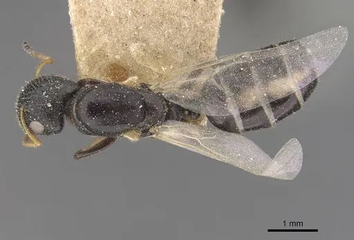 Camponotus icarus specimen CASENT0910538 image casent0910538_1