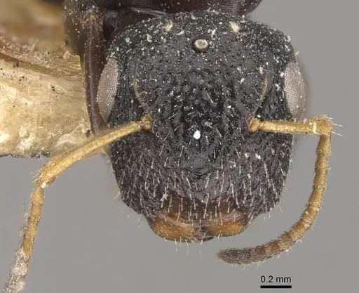 Camponotus icarus specimen CASENT0910538 image casent0910538_2
