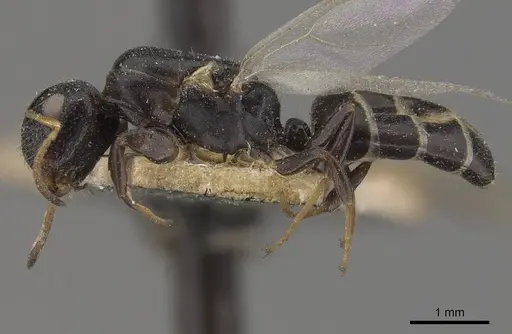 Camponotus icarus specimen CASENT0910538 image casent0910538_3
