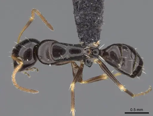 Camponotus ihazofotsy specimen CASENT0062267 image casent0062267_1