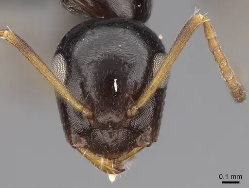 Camponotus ihazofotsy specimen CASENT0062267 image casent0062267_2