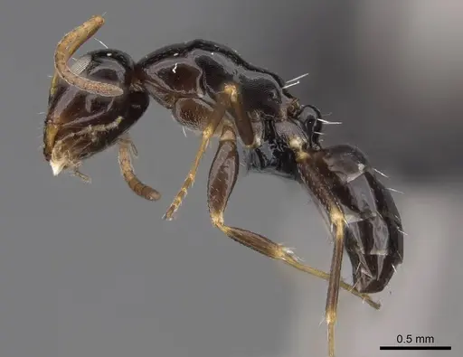 Camponotus ihazofotsy specimen CASENT0062267 image casent0062267_3